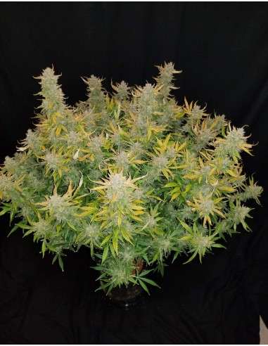 FASTBUDS - Rhino Ryder Auto - 3