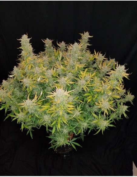 FASTBUDS - Rhino Ryder Auto - 3
