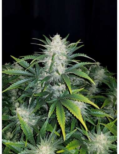 FASTBUDS - Rhino Ryder Auto - 4