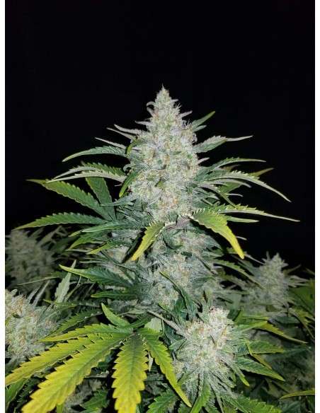 FASTBUDS - Rhino Ryder Auto - 5