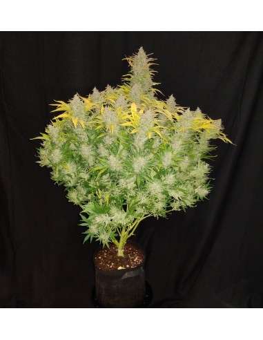 FASTBUDS - Rhino Ryder Auto - 6