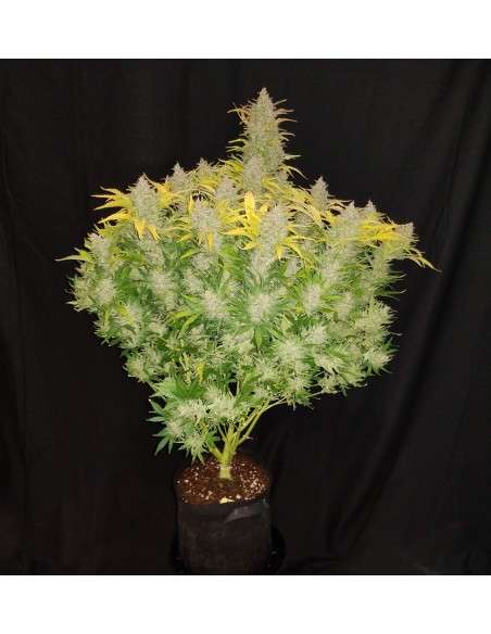 FASTBUDS - Rhino Ryder Auto - 6