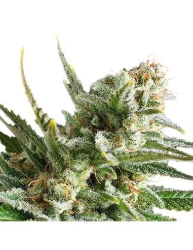 ROYAL QUEEN SEEDS - Amnesia Haze - 5