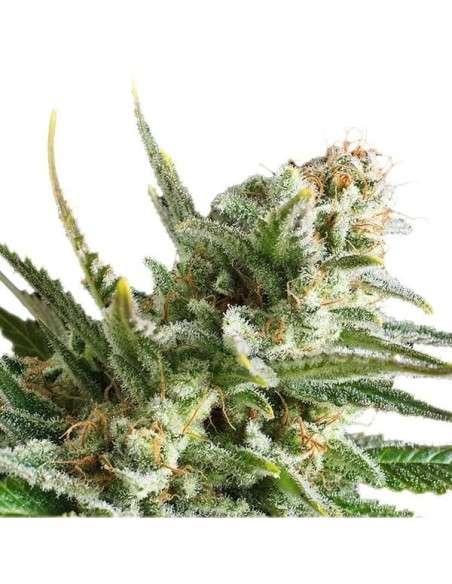ROYAL QUEEN SEEDS - Amnesia Haze - 5
