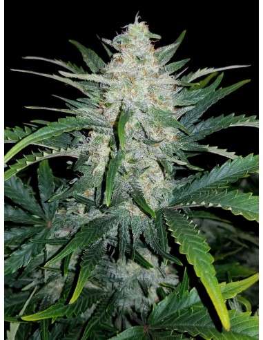 FASTBUDS - Rhino Ryder Auto - 7