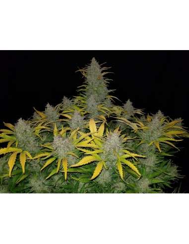 FASTBUDS - Rhino Ryder Auto - 8