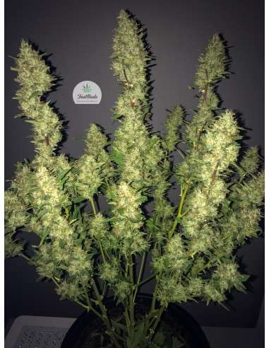 FASTBUDS - Rhino Ryder Auto - 9