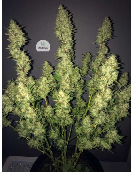 FASTBUDS - Rhino Ryder Auto - 9