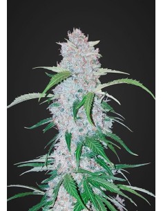 FASTBUDS - Six Shooter Auto - 1
