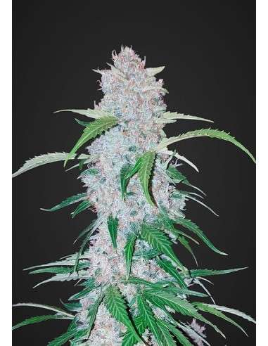 FASTBUDS - Six Shooter Auto - 1