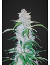 FASTBUDS - Six Shooter Auto - 1