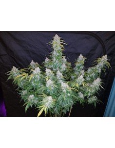 FASTBUDS - Six Shooter Auto - 1 2