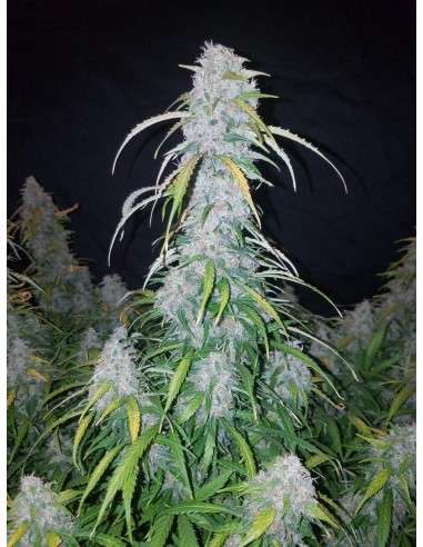 FASTBUDS - Six Shooter Auto - 3