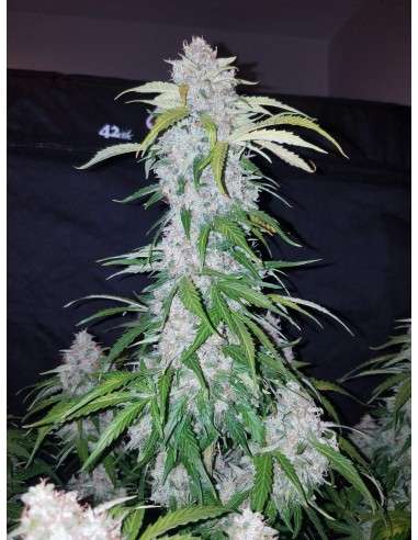 FASTBUDS - Six Shooter Auto - 4