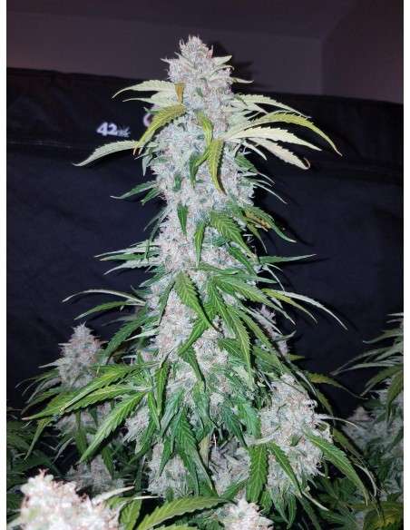 FASTBUDS - Six Shooter Auto - 4