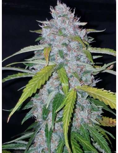 FASTBUDS - Six Shooter Auto - 5