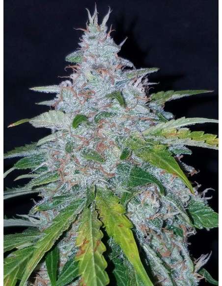 FASTBUDS - Six Shooter Auto - 6
