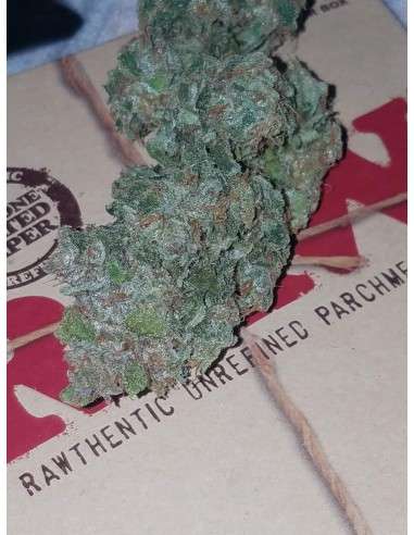 FASTBUDS - Six Shooter Auto - 7