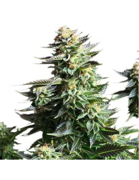 ROYAL QUEEN SEEDS - Amnesia Haze - 6