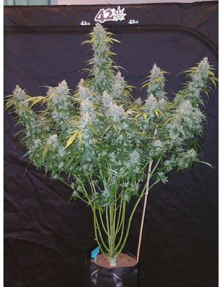FASTBUDS - Six Shooter Auto - 8