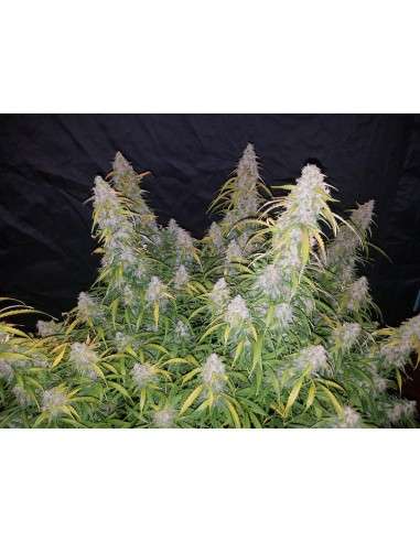 FASTBUDS - Six Shooter Auto - 9