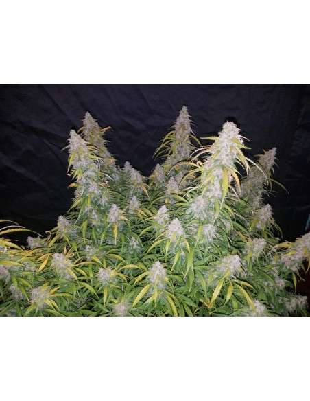FASTBUDS - Six Shooter Auto - 9