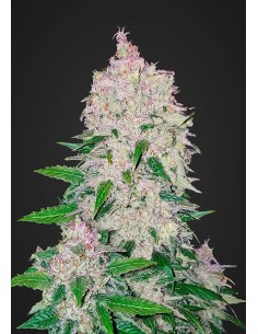 FASTBUDS - Stardawg Auto - 1