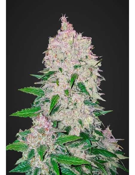 FASTBUDS - Stardawg Auto - 1