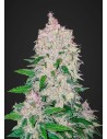 FASTBUDS - Stardawg Auto - 1