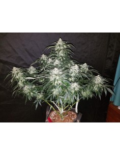 FASTBUDS - Stardawg Auto - 1 2