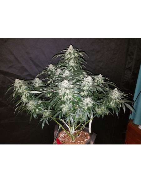 FASTBUDS - Stardawg Auto - 2