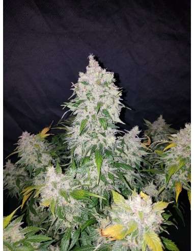 FASTBUDS - Stardawg Auto - 3