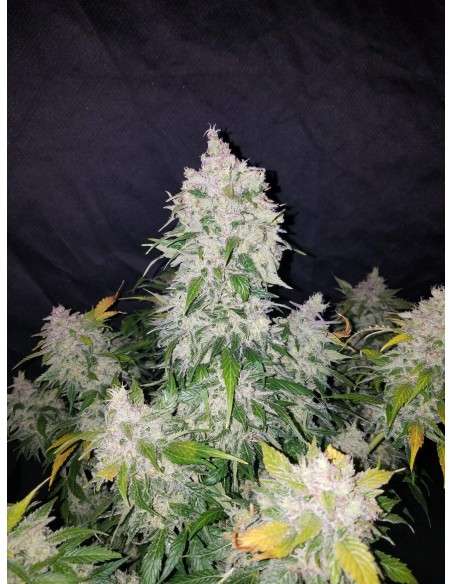 FASTBUDS - Stardawg Auto - 3