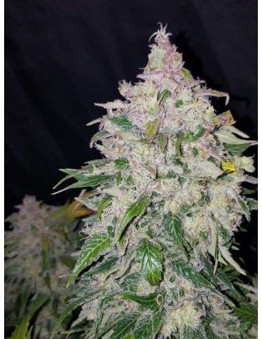 FASTBUDS - Stardawg Auto - 4