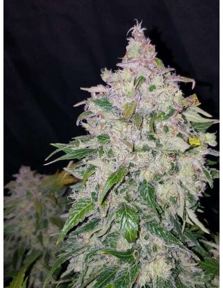 FASTBUDS - Stardawg Auto - 4