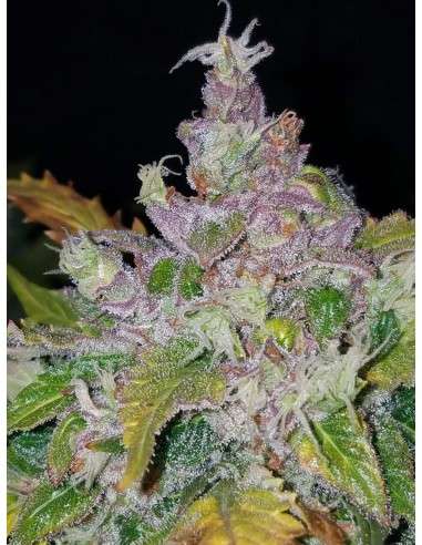 FASTBUDS - Stardawg Auto - 5