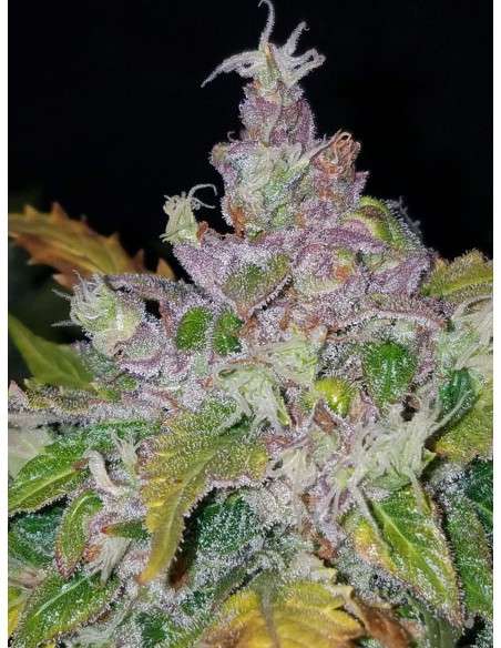 FASTBUDS - Stardawg Auto - 5