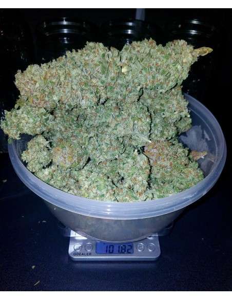 FASTBUDS - Stardawg Auto - 6