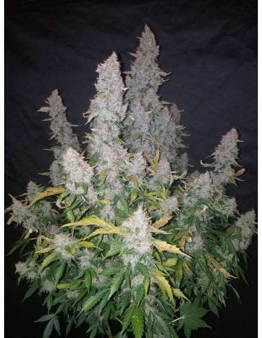 FASTBUDS - Stardawg Auto - 7