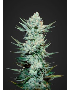 FASTBUDS - Tangie Auto - 1