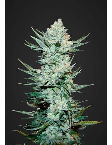 FASTBUDS - Tangie Auto - 1