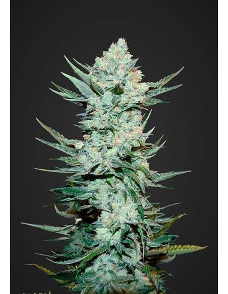 FASTBUDS - Tangie Auto - 1