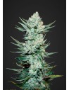 FASTBUDS - Tangie Auto - 1