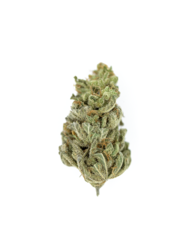 ROYAL QUEEN SEEDS - Amnesia Haze - 7