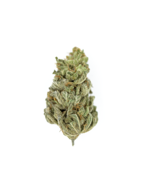 ROYAL QUEEN SEEDS - Amnesia Haze - 7