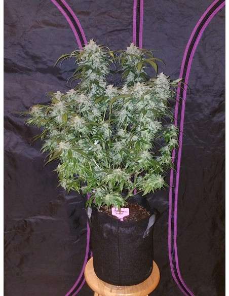 FASTBUDS - Tangie Auto - 2
