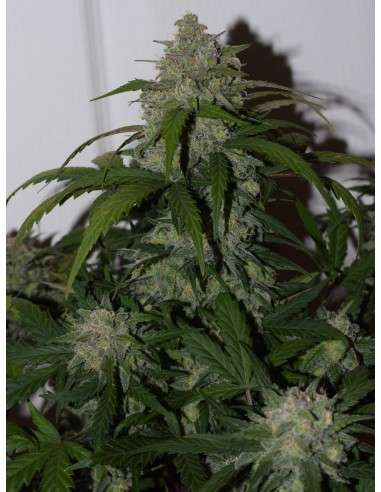 FASTBUDS - Tangie Auto - 3