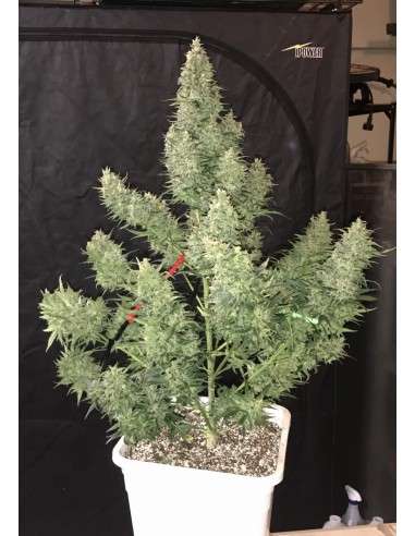 FASTBUDS - Tangie Auto - 4