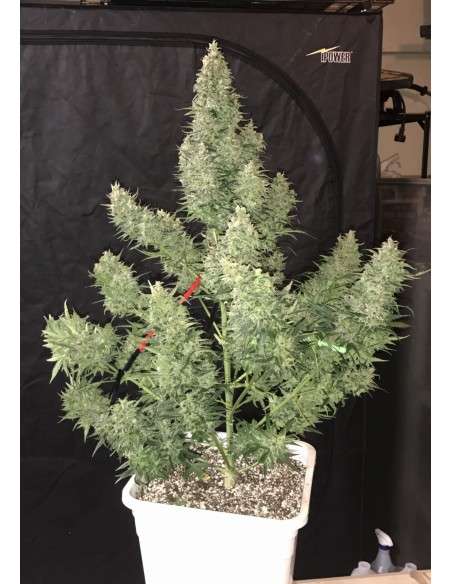 FASTBUDS - Tangie Auto - 4