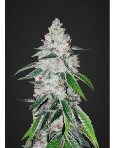 FASTBUDS - West Coast OG Auto - 1
